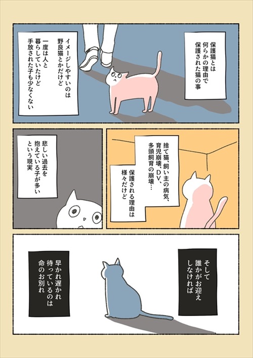 保護猫ちゃんを家に迎えるまでの話