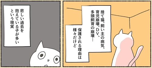 保護猫ちゃんを家に迎えるまでの話