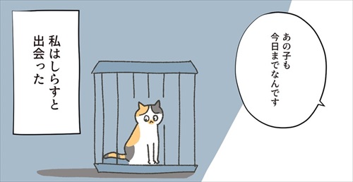 保護猫ちゃんを家に迎えるまでの話