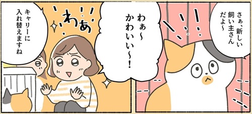 保護猫ちゃんを家に迎えるまでの話