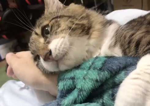 猫 ヤマダ 歌う デフォ 腕 ハグ 抱っこ 甘えん坊