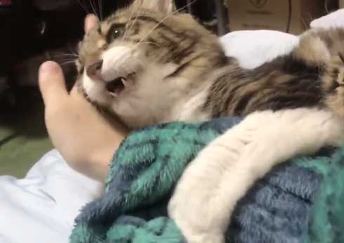 猫 ヤマダ 歌う デフォ 腕 ハグ 抱っこ 甘えん坊