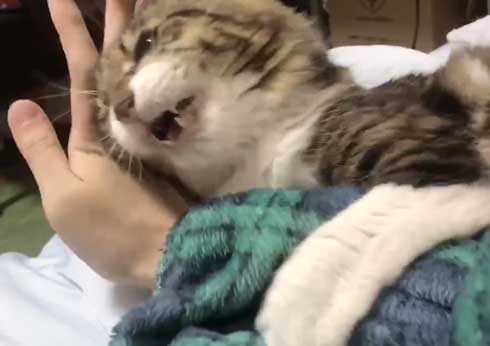 猫 ヤマダ 歌う デフォ 腕 ハグ 抱っこ 甘えん坊