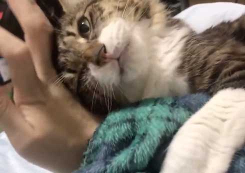 猫 ヤマダ 歌う デフォ 腕 ハグ 抱っこ 甘えん坊