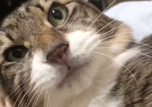 猫 ヤマダ 歌う デフォ 腕 ハグ 抱っこ 甘えん坊