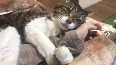 猫 ヤマダ 歌う デフォ 腕 ハグ 抱っこ 甘えん坊