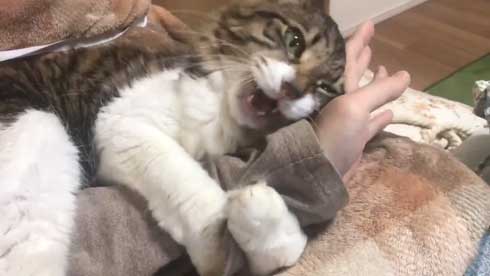 猫 ヤマダ 歌う デフォ 腕 ハグ 抱っこ 甘えん坊