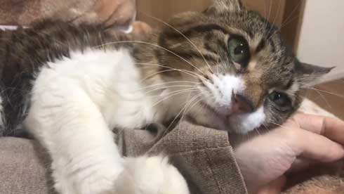 猫 ヤマダ 歌う デフォ 腕 ハグ 抱っこ 甘えん坊