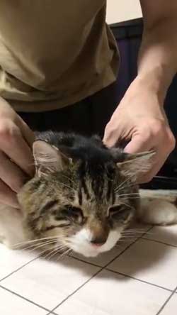 猫 ヤマダ 歌う デフォ 腕 ハグ 抱っこ 甘えん坊