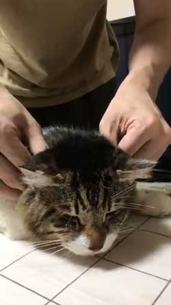 猫 ヤマダ 歌う デフォ 腕 ハグ 抱っこ 甘えん坊