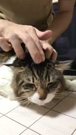 猫 ヤマダ 歌う デフォ 腕 ハグ 抱っこ 甘えん坊