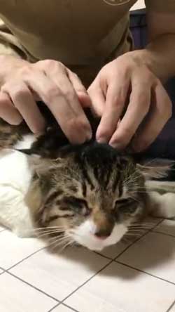 猫 ヤマダ 歌う デフォ 腕 ハグ 抱っこ 甘えん坊