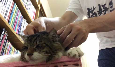猫 ヤマダ 歌う デフォ 腕 ハグ 抱っこ 甘えん坊