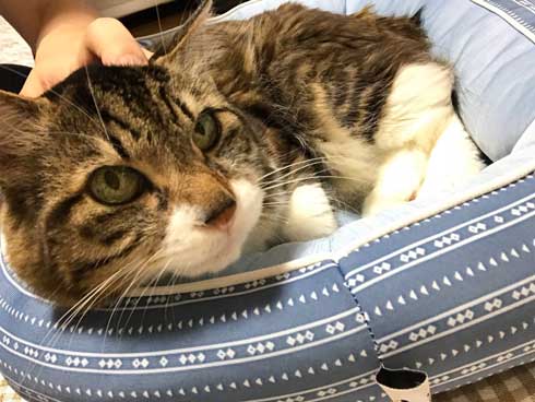 猫 ヤマダ 歌う デフォ 腕 ハグ 抱っこ 甘えん坊