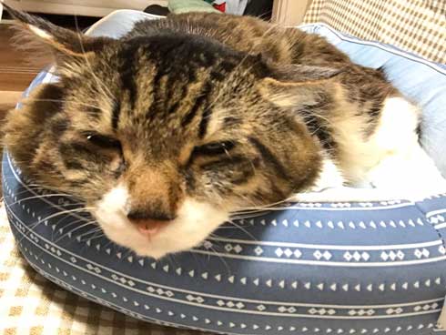 猫 ヤマダ 歌う デフォ 腕 ハグ 抱っこ 甘えん坊