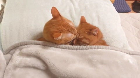 ねこ