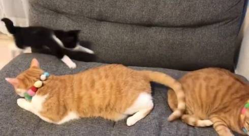 仲良し保護猫 うに むぎ はち むー ジャストフィット
