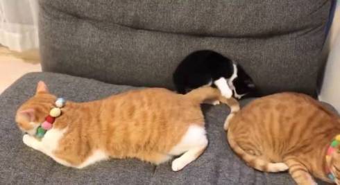 仲良し保護猫 うに むぎ はち むー ジャストフィット
