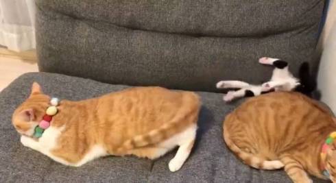 仲良し保護猫 うに むぎ はち むー ジャストフィット