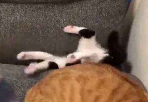 仲良し保護猫 うに むぎ はち むー ジャストフィット