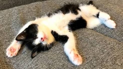 仲良し保護猫 うに むぎ はち むー ジャストフィット