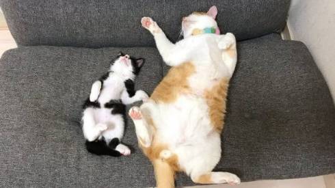 仲良し保護猫 うに むぎ はち むー ジャストフィット