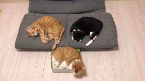 仲良し保護猫 うに むぎ はち むー ジャストフィット