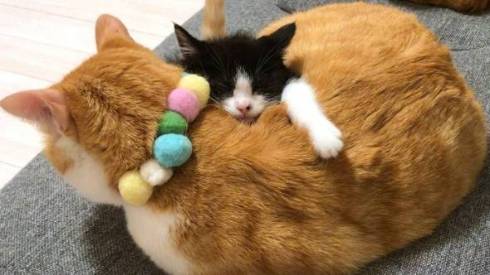 仲良し保護猫 うに むぎ はち むー ジャストフィット