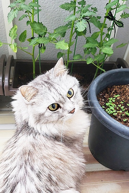 ペット手帳 ベストショット