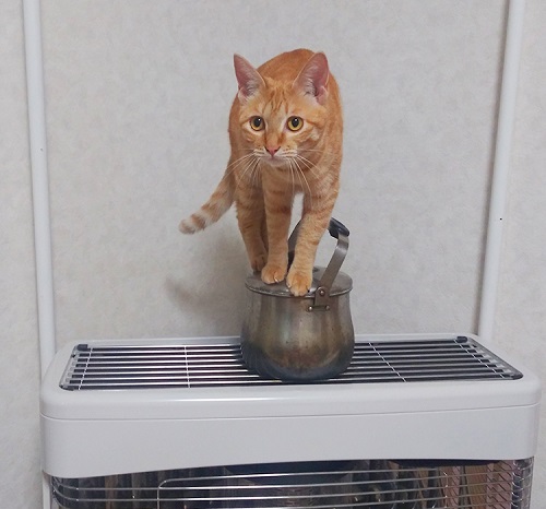 ペット手帳 ベストショット