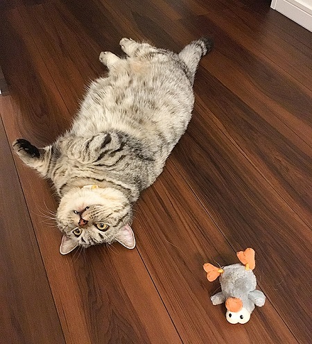 ペット手帳 ベストショット