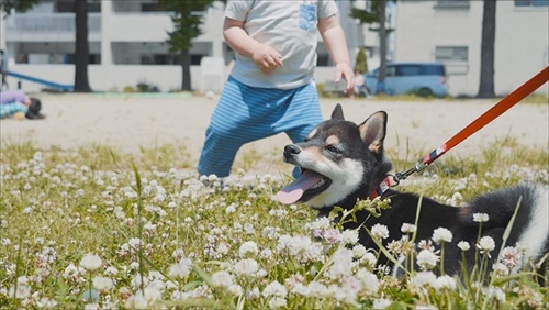 プールに入る豆柴さん