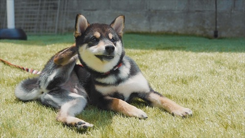 プールに入る豆柴さん