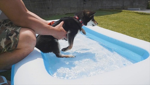 プールに入る豆柴さん