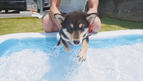 プールに入る豆柴さん