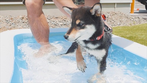 プールに入る豆柴さん