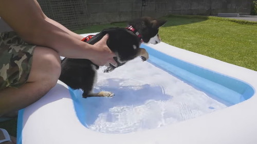 プールに入る豆柴さん