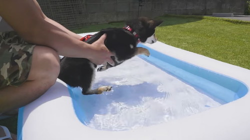 プールに入る豆柴さん