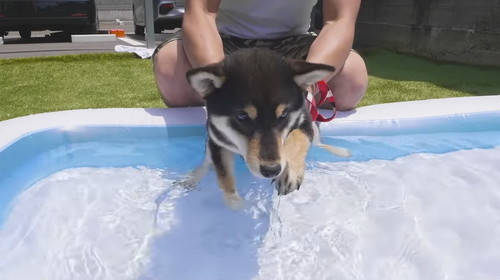 プールに入る豆柴さん