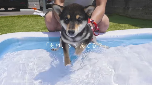 プールに入る豆柴さん