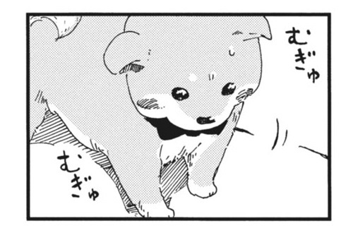 柴ばあと豆柴太