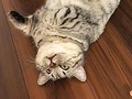 【ベストショット】面白いポーズの猫ちゃんたち 2020年7月号