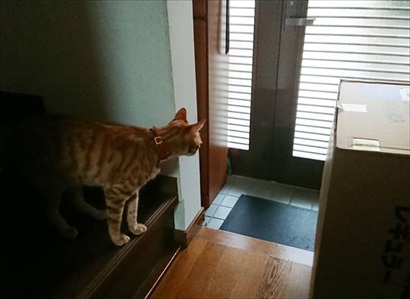 宅配便が怖い猫ちゃん