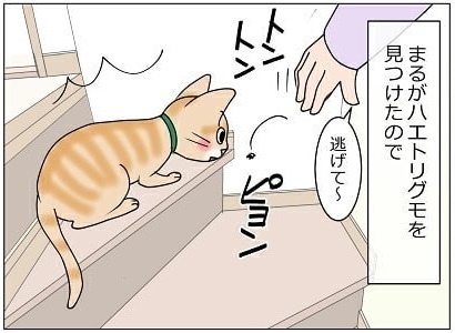 宅配便が怖い猫ちゃん