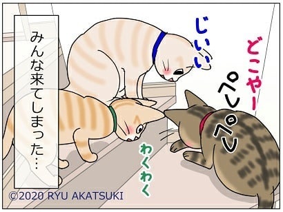 宅配便が怖い猫ちゃん