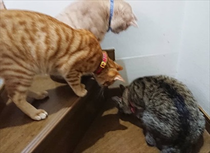 宅配便が怖い猫ちゃん