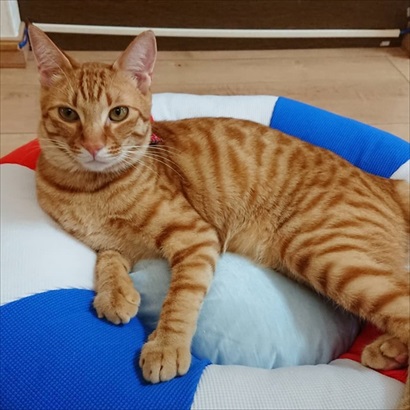 宅配便が怖い猫ちゃん