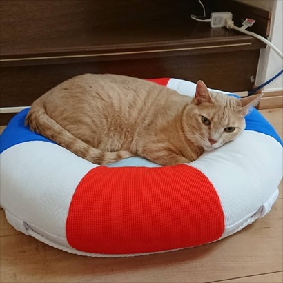 宅配便が怖い猫ちゃん