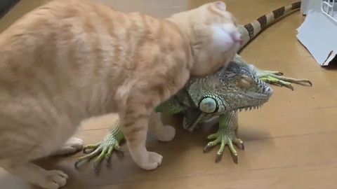 イグアナさんとネコちゃん