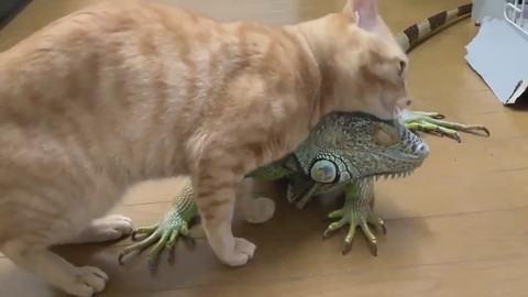 イグアナさんとネコちゃん